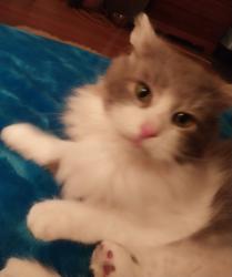 Lost Female Cat last seen Bardon, Wooster, OH 44691