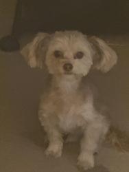 Reunited Male Dog last seen West lake middle school, granger high school, West Valley City, UT 84119