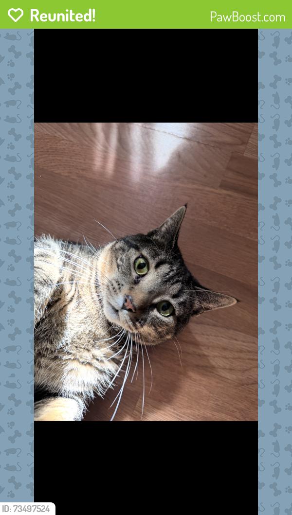 Reunited Female Cat last seen Front & Mulberry St, Catasauqua, PA 18032