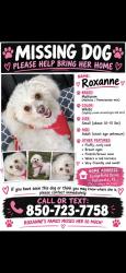 Reunited Female Dog last seen Charlotte Ave, Pensacola, FL 32507