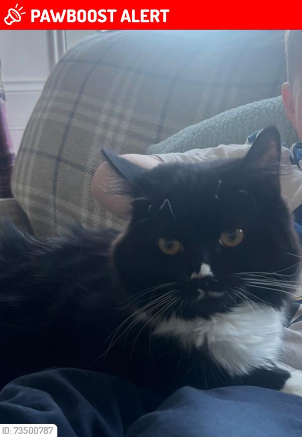 Lost Female Cat last seen Main street, Bridge of Weir, Scotland 