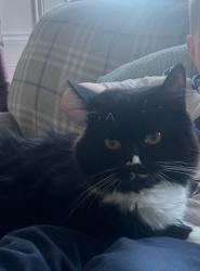 Lost Female Cat last seen Main street, Bridge of Weir, Scotland 