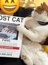 Reunited Male Cat last seen Near Menalto Ave, Menlo Park, CA 94025