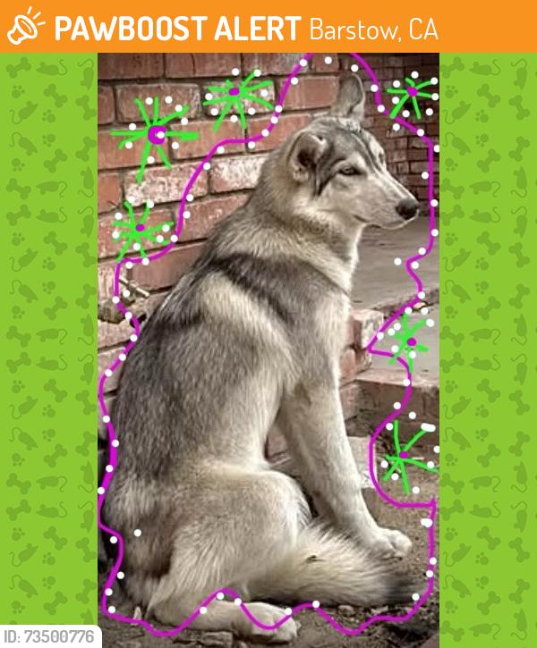 Found/Stray Female Dog last seen Flora St., Barstow Ca, Barstow, CA 92311