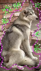 Found/Stray Female Dog last seen Flora St., Barstow Ca, Barstow, CA 92311