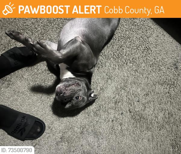 Found/Stray Female Dog last seen Austell rd, Cobb County, GA 30008