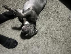 Found/Stray Female Dog last seen Austell rd, Cobb County, GA 30008