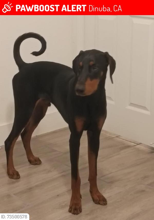 Lost Male Dog last seen El Monte way, Dinuba, CA 93618