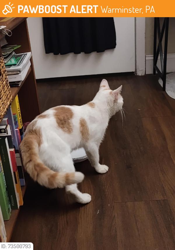 Found/Stray Male Cat last seen Aspen Grove apmt Homes, Warminster, PA 18974