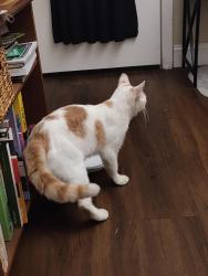 Found/Stray Male Cat last seen Aspen Grove apmt Homes, Warminster, PA 18974
