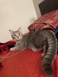 Lost Female Cat last seen Randall Ave and South Cactus Ave, Rialto, CA 92376