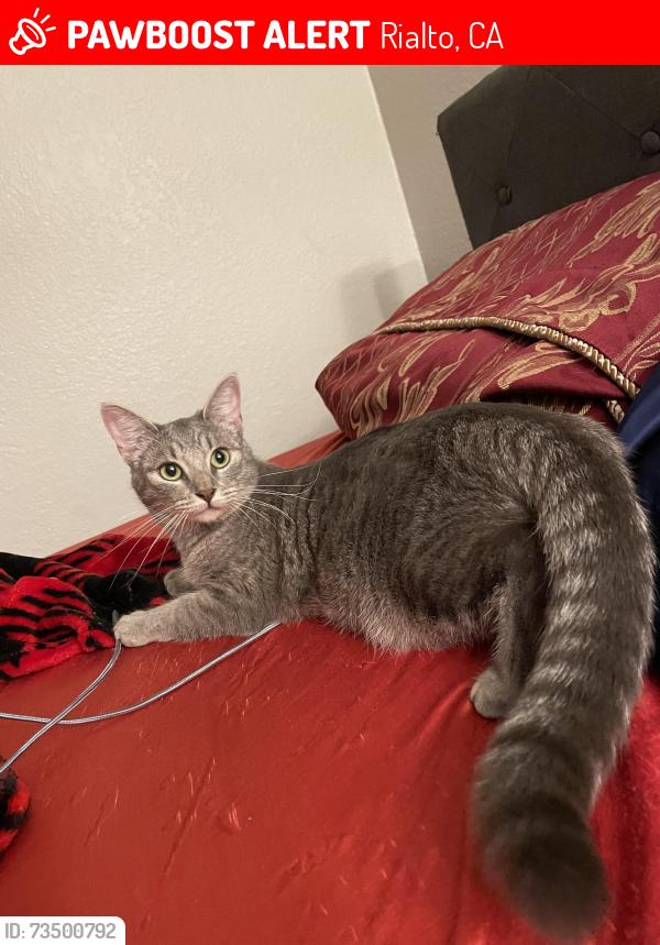 Lost Female Cat last seen Randall Ave and South Cactus Ave, Rialto, CA 92376