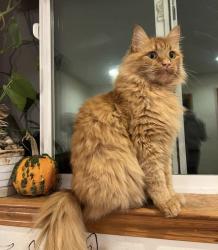 Lost Male Cat last seen 99th Ave, Arlington, WA 98223