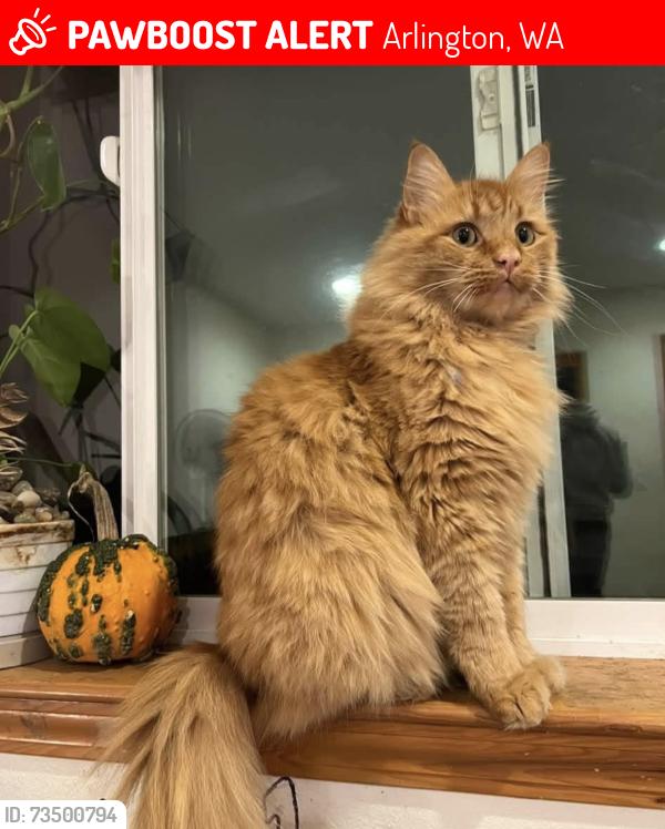 Lost Male Cat last seen 99th Ave, Arlington, WA 98223