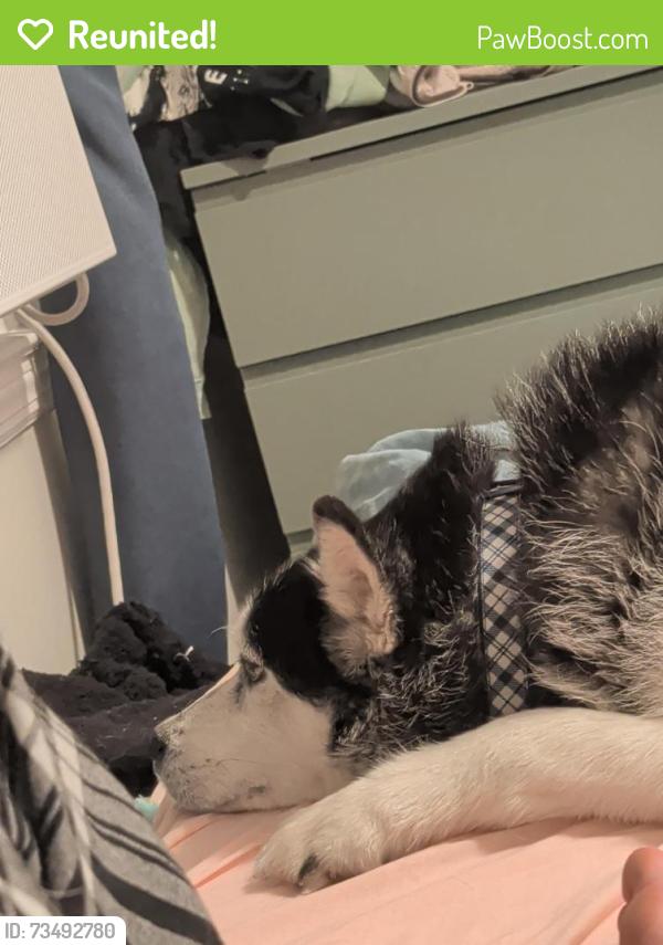 Reunited Male Dog last seen South mifflin STEM academy, Columbus, OH 43219