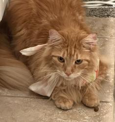 Reunited Female Cat last seen Creek dale,, Denton, TX 76210