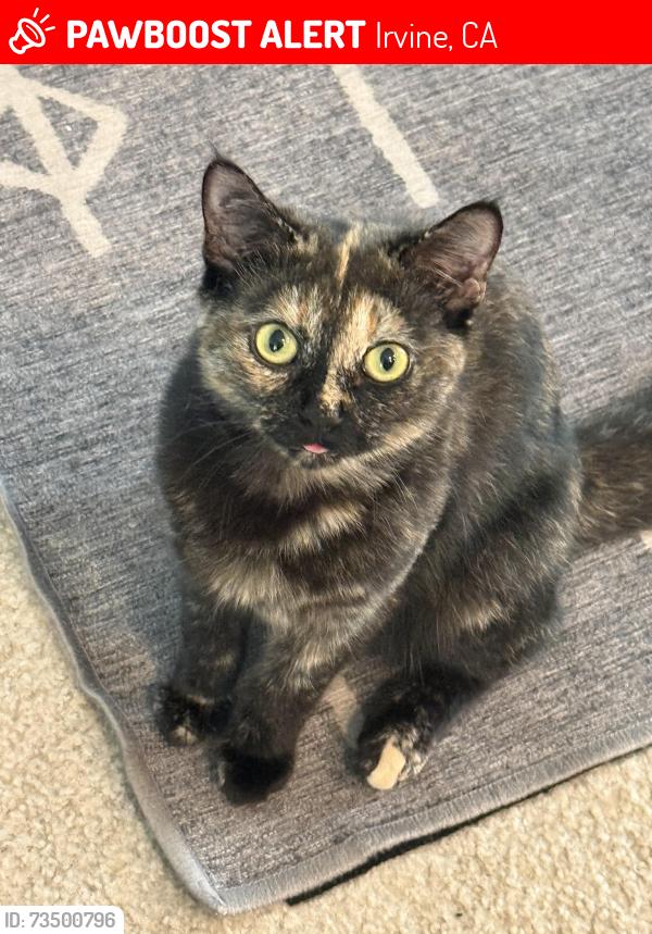 Lost Female Cat last seen Aspect and Draw, Irvine, CA 92618