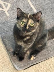 Lost Female Cat last seen Aspect and Draw, Irvine, CA 92618