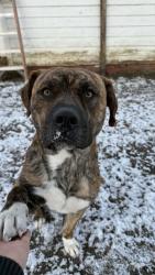 Lost Male Dog last seen Mount Gilead, Mount Gilead, NC 27306