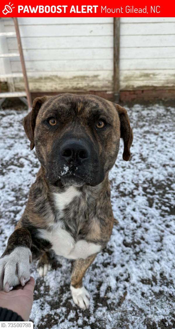 Lost Male Dog last seen Mount Gilead, Mount Gilead, NC 27306