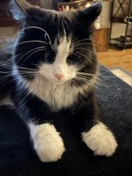 Reunited Female Cat last seen Near N Campbell, Chicago, IL 60647