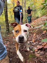 Reunited Female Dog last seen Wassler Meats, Cincinnati, OH 45211