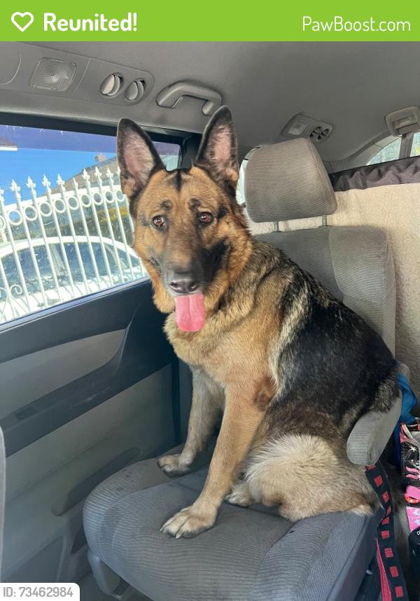 Reunited Female Dog last seen Near Don Quixote Dr, Los Angeles, CA 90008