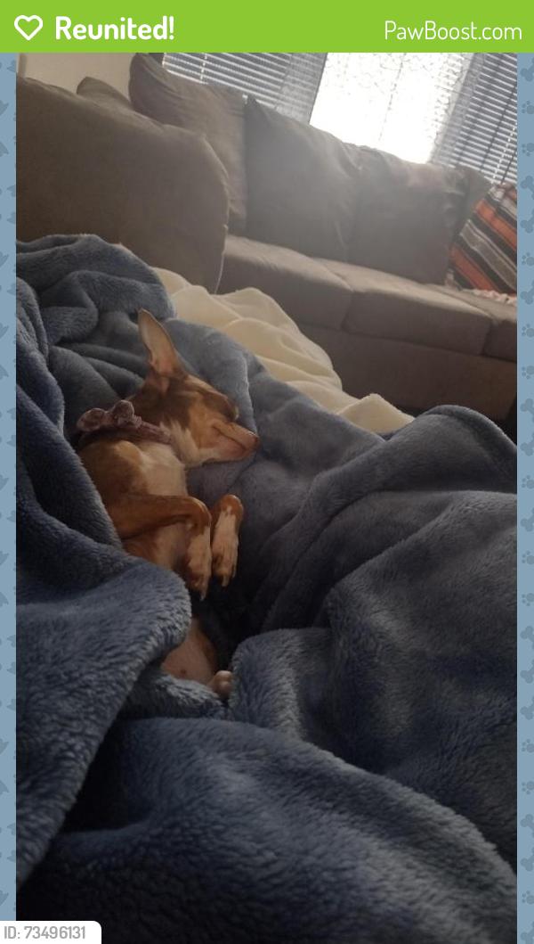 Reunited Female Dog last seen Las cruces heights and donna, North Las Vegas, NV 89081