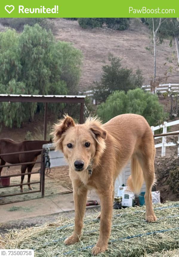 Reunited Male Dog last seen Near Buena Creek Rd, Vista, CA 92084, USA, Vista, CA 92084