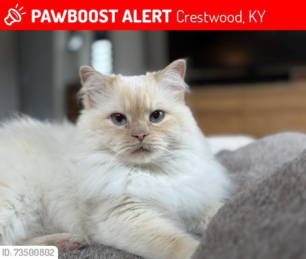 Lost Male Cat last seen Star barn court, Crestwood, KY 40014