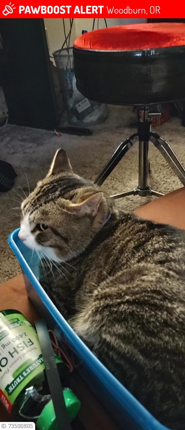 Lost Male Cat last seen Cleveland and young st, Woodburn, OR 97071