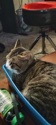 Lost Male Cat last seen Cleveland and young st, Woodburn, OR 97071