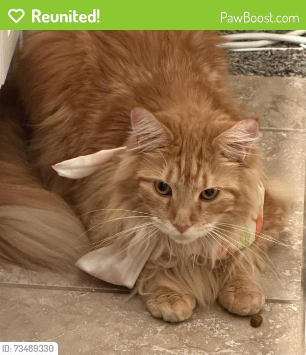Reunited Female Cat last seen Creek dale,, Denton, TX 76210