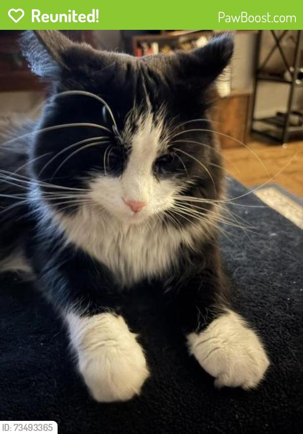 Reunited Female Cat last seen Near N Campbell, Chicago, IL 60647