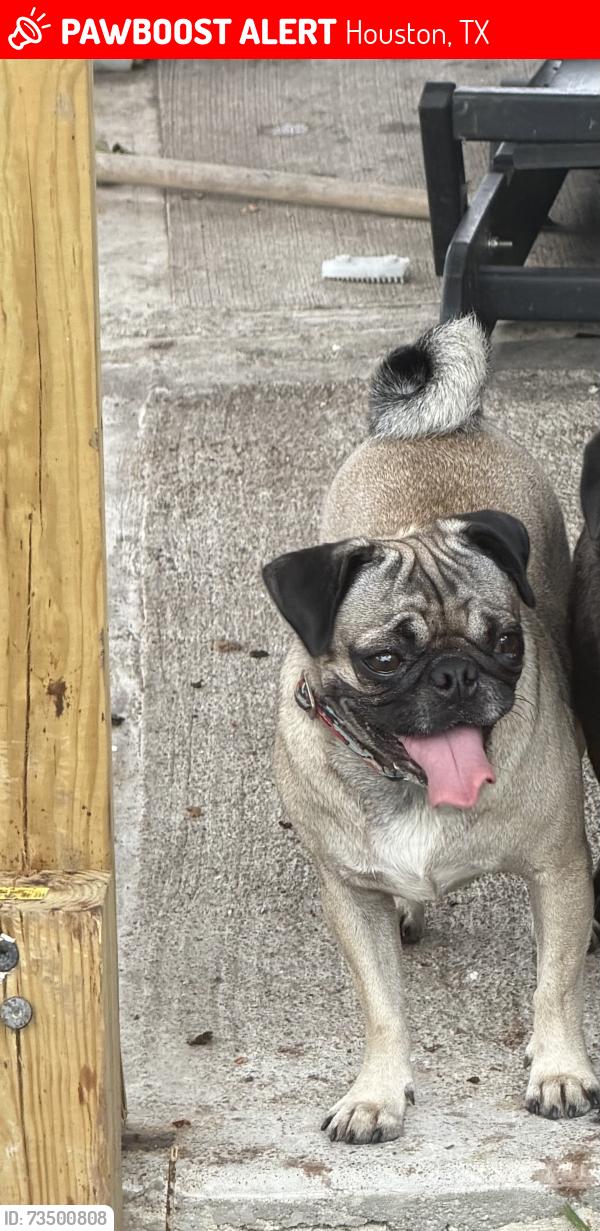 Lost Female Dog last seen beechnut and kikrwood, Houston, TX 77072
