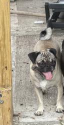 Lost Female Dog last seen beechnut and kikrwood, Houston, TX 77072