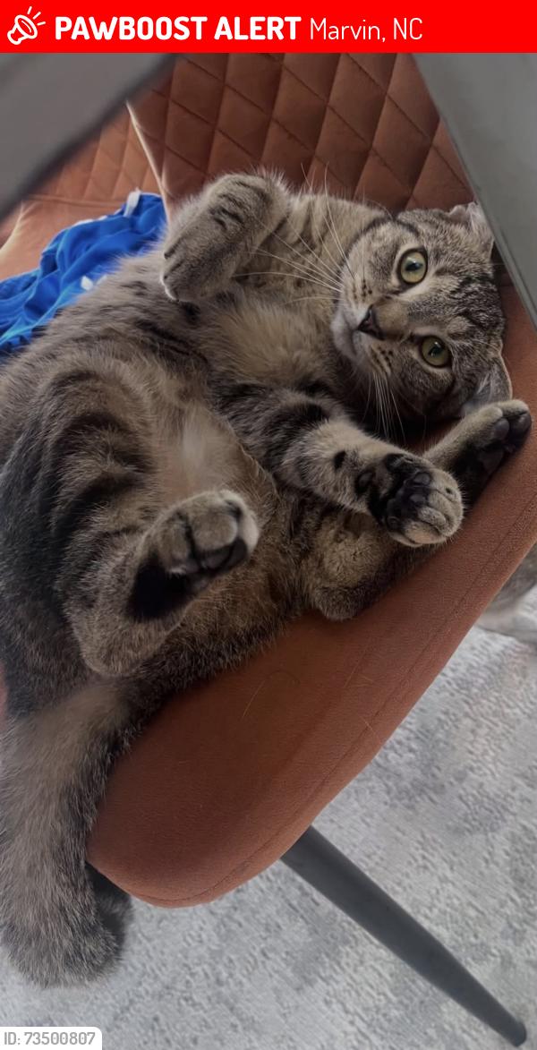 Lost Male Cat last seen Joe Kerr neighbourhoods Marvin, Marvin, NC 28173