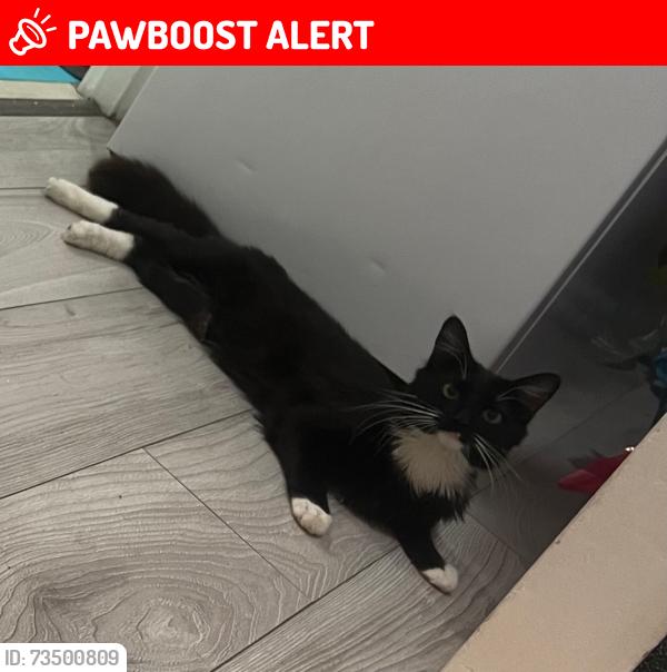Lost Male Cat last seen Turnpike lane, Harringay Ladder, England N8 0ED