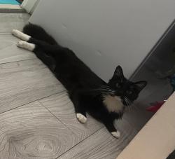Lost Male Cat last seen Turnpike lane, Harringay Ladder, England N8 0ED