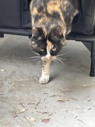 Lost Female Cat last seen 16th Ave and Clevelamd, Caldwell, ID 83605