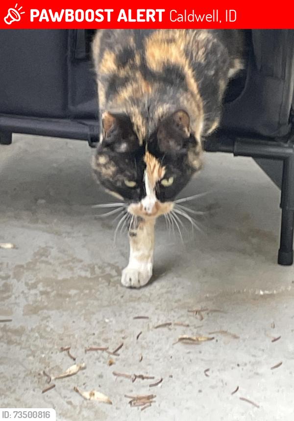 Lost Female Cat last seen 16th Ave and Clevelamd, Caldwell, ID 83605