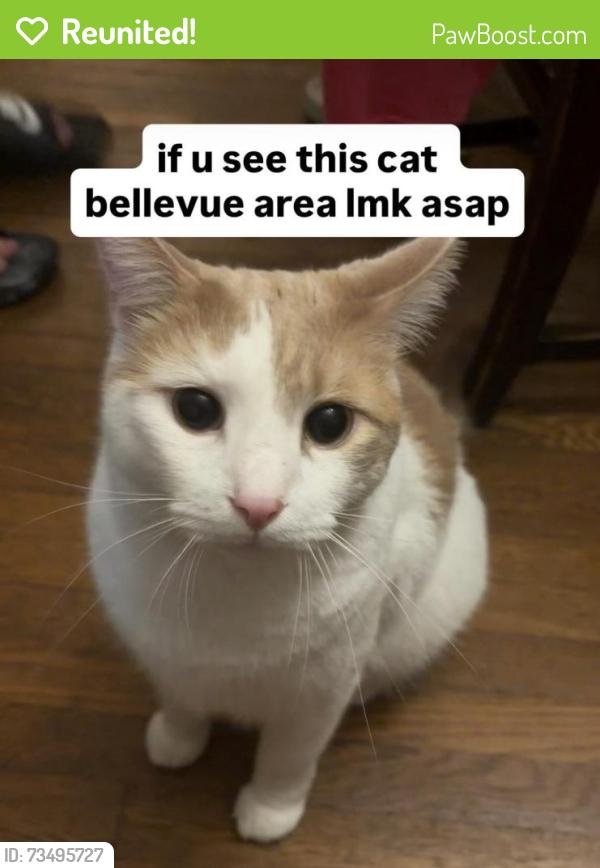 Reunited Male Cat last seen Jacks run road, Pittsburgh, PA 15202