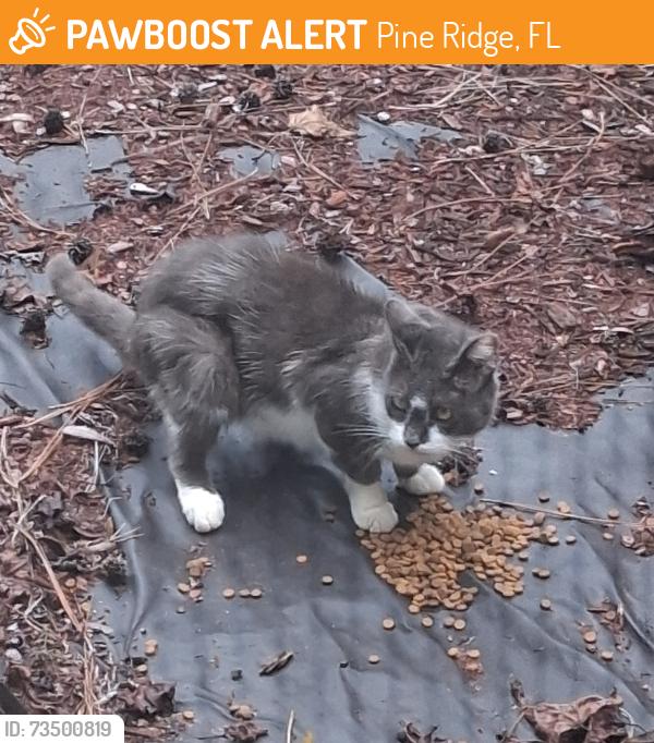 Found/Stray Unknown Cat last seen Pawnee dr and brand terrace, Pine Ridge, FL 34465