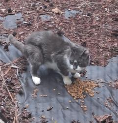 Found/Stray Unknown Cat last seen Pawnee dr and brand terrace, Pine Ridge, FL 34465