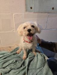 Reunited Female Dog last seen Fleming Street, McKees Rocks, PA 15136