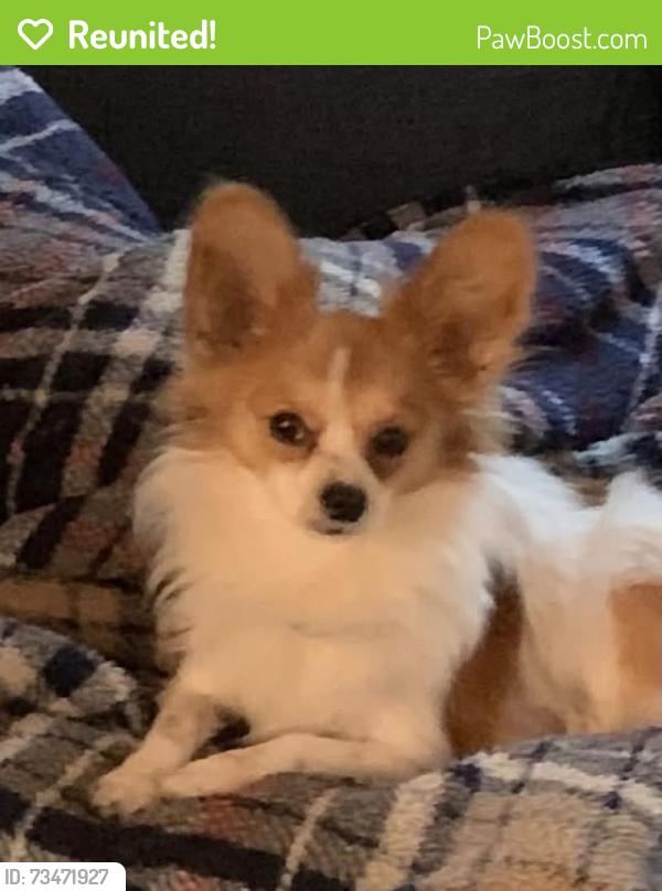 Reunited Male Dog last seen Maynardville pike, 3 miles from Union County, Knoxville, TN 37918