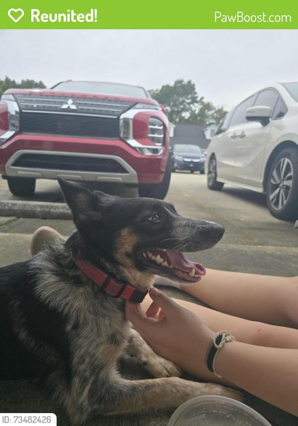 Reunited Female Dog last seen Michigan avenue near the dollar general, Brent, FL 32505