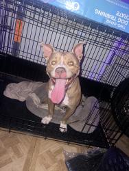 Lost Female Dog last seen Castlehill elementary, Lauderhill, FL 33313
