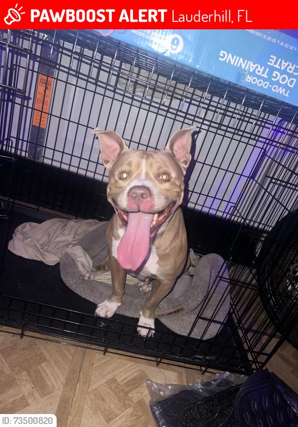 Lost Female Dog last seen Castlehill elementary, Lauderhill, FL 33313