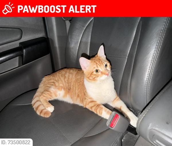Lost Male Cat last seen Praça do pôr do sol, Alto de Pinheiros, SP 05463-020